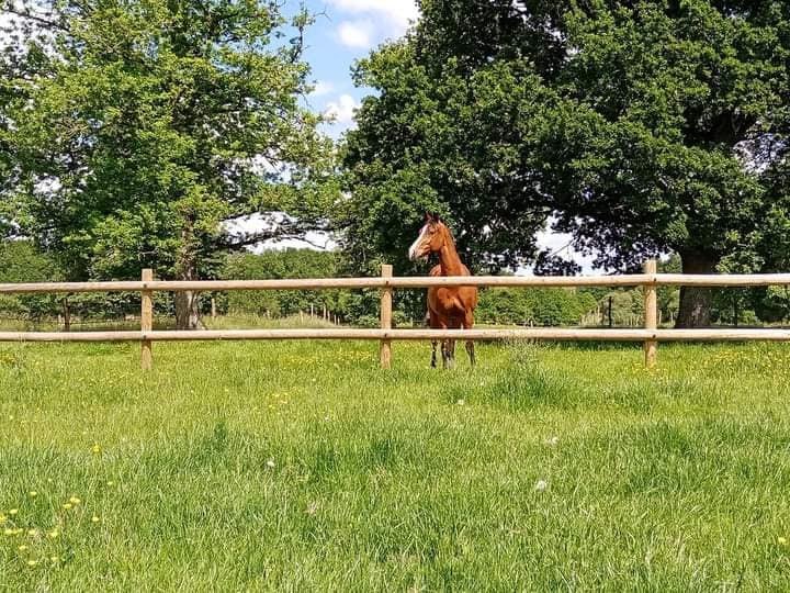 Ecuries de la Métairie - photo 3