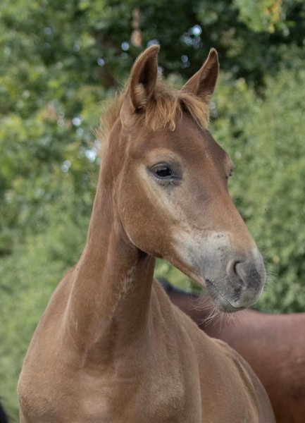 Les écuries de l’arros