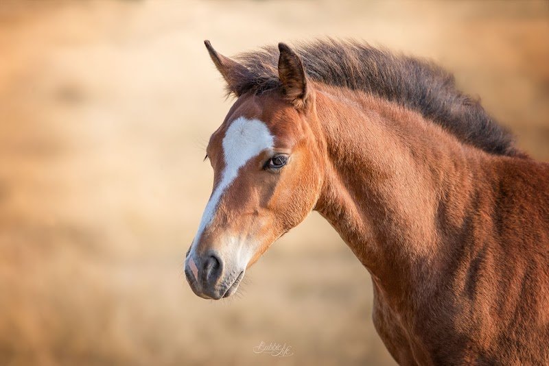 Les écuries de l’arros - photo 2