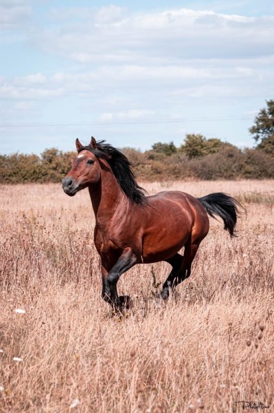 Les écuries de l’arros - photo 3