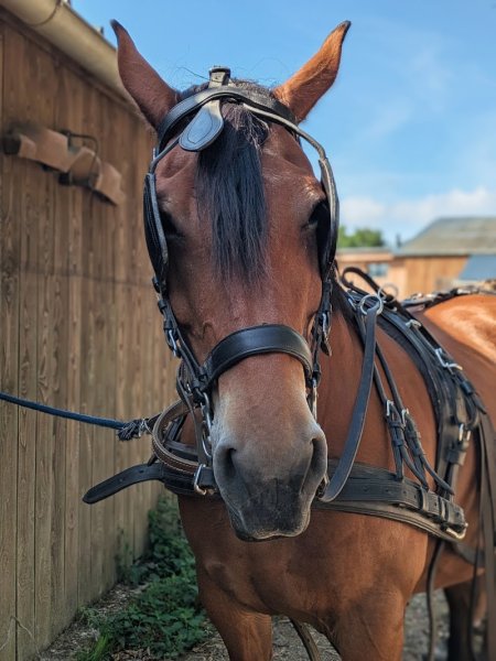 La Ferme Équestre de la forêt - photo 2