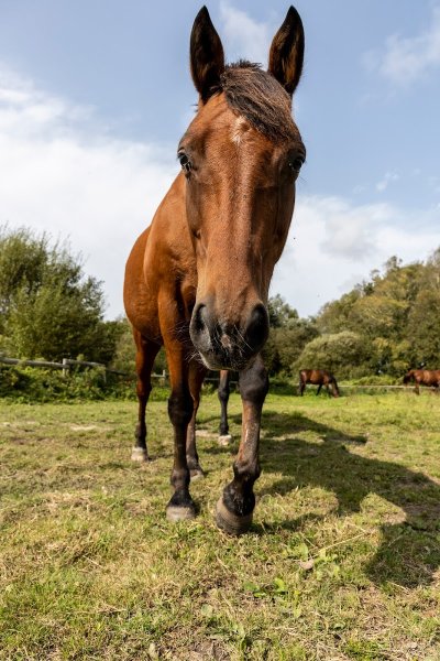 Centre Équestre Lann Er Roch - photo 3