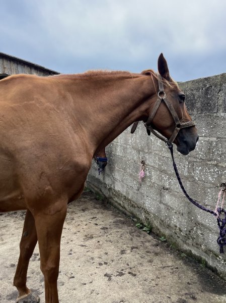Centre équestre des Lauriers - photo 3