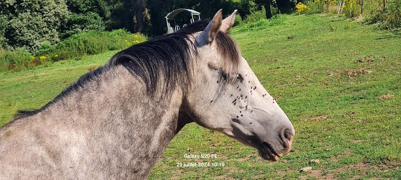 EARL ECURIE DE KERBOTIN - photo 3