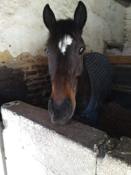 Les Ecuries De La Chênaie - photo 2