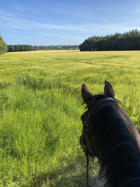 Haras d'Aurlann - photo 2