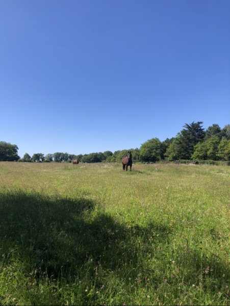 EquiGolfe - Retraite chevaux et gardiennage