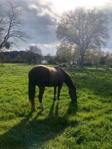 EquiGolfe - Retraite chevaux et gardiennage - photo 2