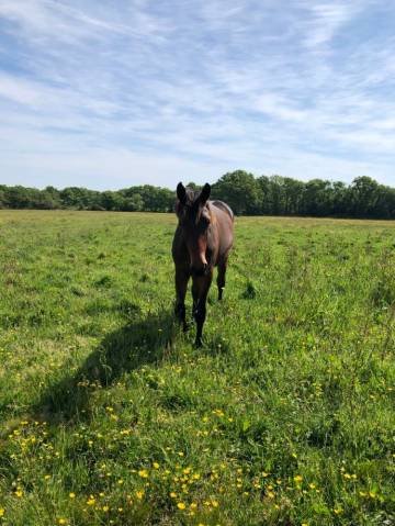 EquiGolfe - Retraite chevaux et gardiennage - photo 3