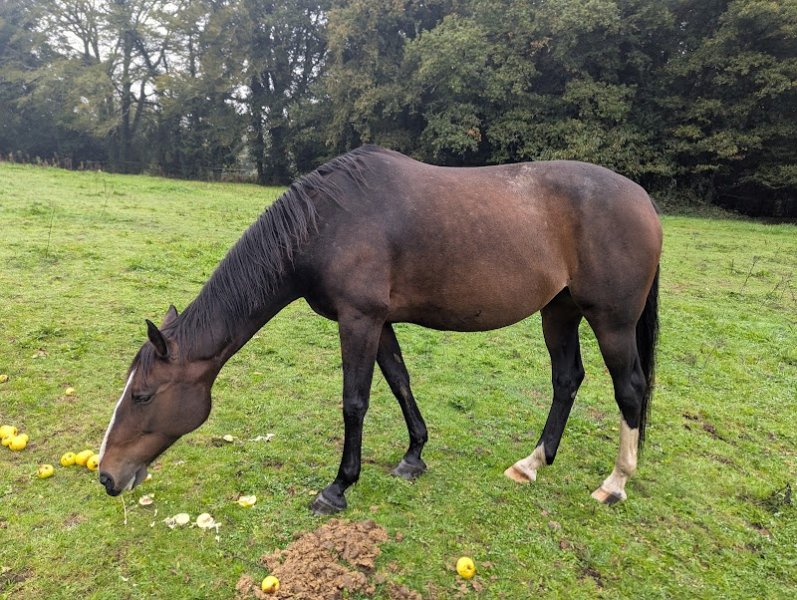 Les Écuries de L'histoire
