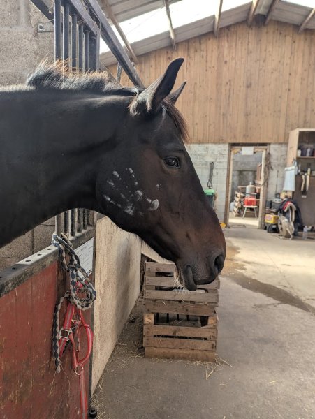 Les Écuries de L'histoire - photo 3