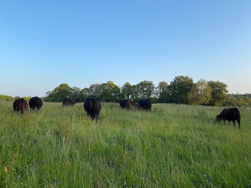 Elevage de l'abermarc'h - pension - photo 2