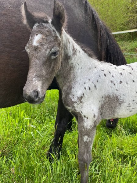 Elevage de l'abermarc'h - pension - photo 3