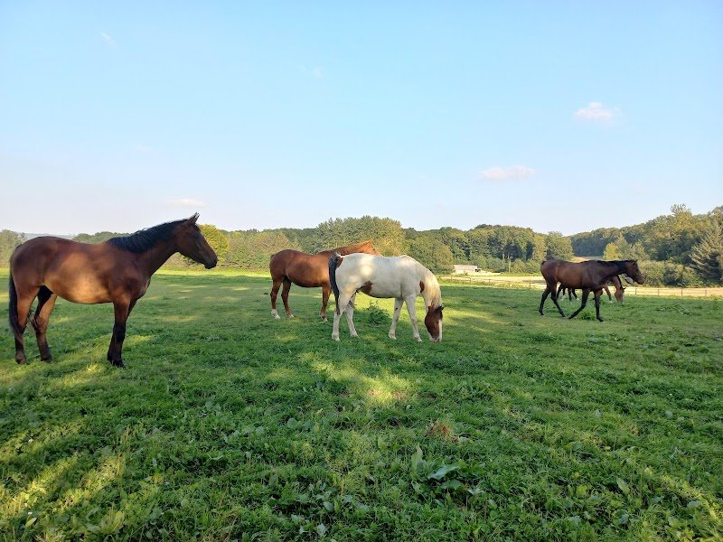 Le Gal Philippe écurie de Lann Menhir