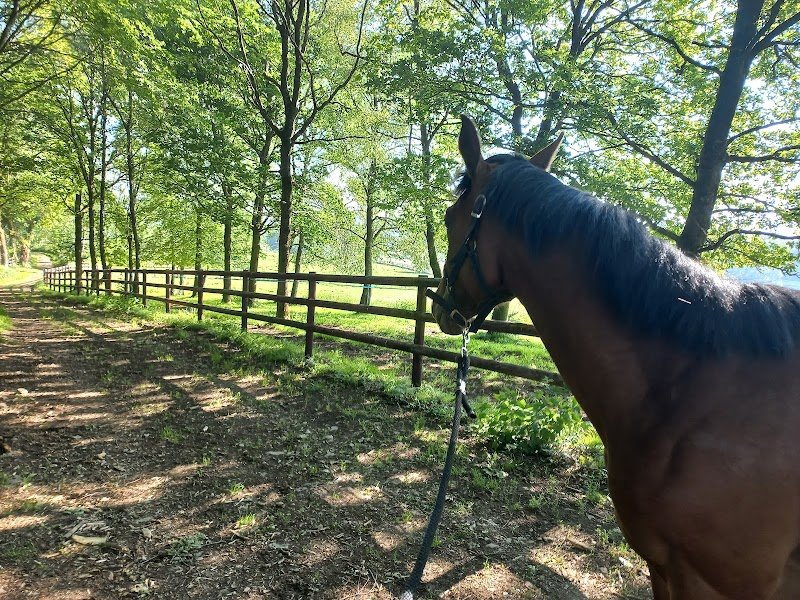 Le Gal Philippe écurie de Lann Menhir - photo 3