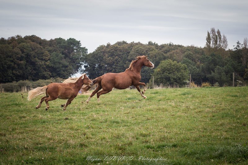 Écurie de Keralmont - photo 2