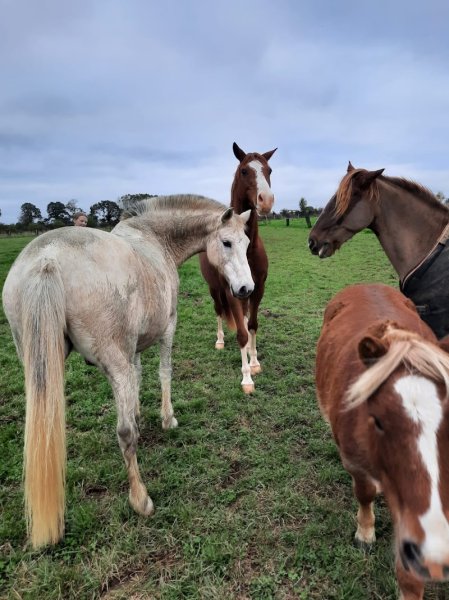 Écurie de Keralmont - photo 3