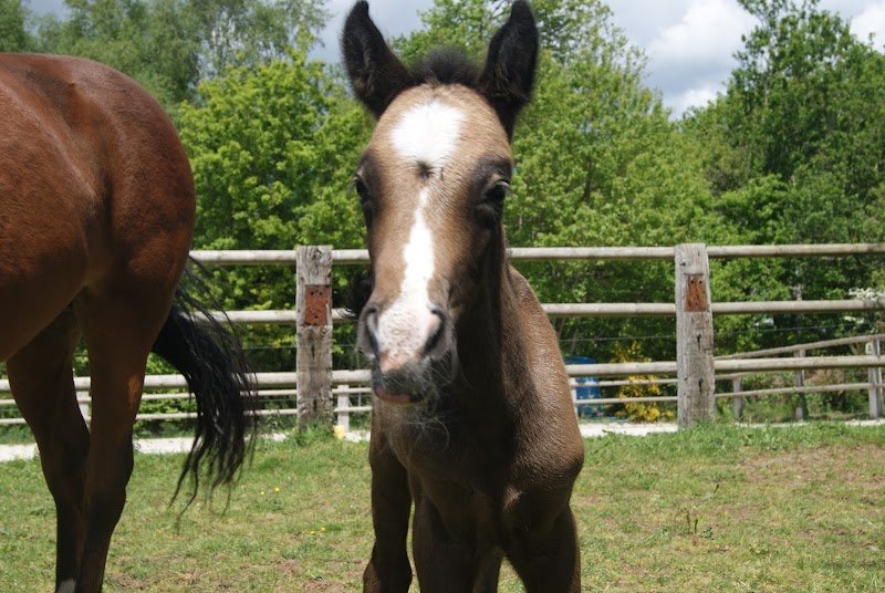 Haras de Kergroix - photo 3