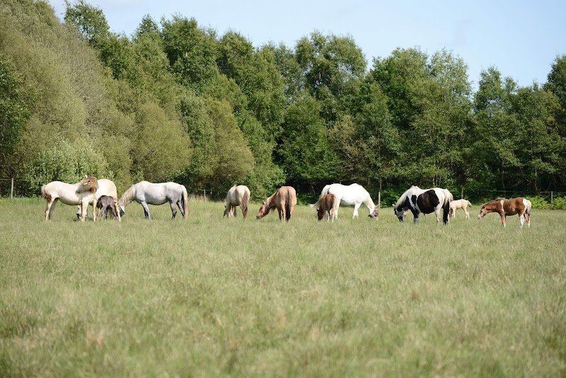 Elevage Pemp Heol -pension, enseignement