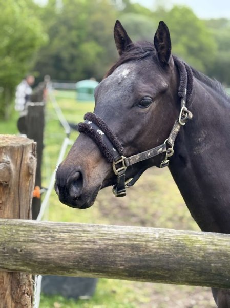 Ecurie De Cadoudal - photo 2