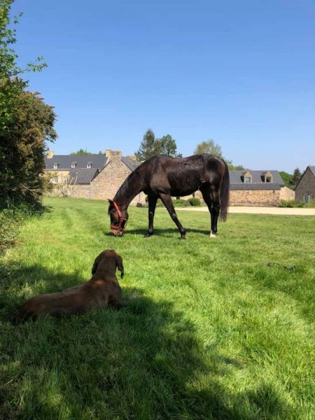 Ecuries du domaine de Kerhel - photo 2