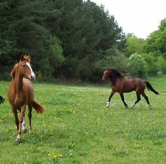 Ecuries du domaine de Kerhel - photo 3