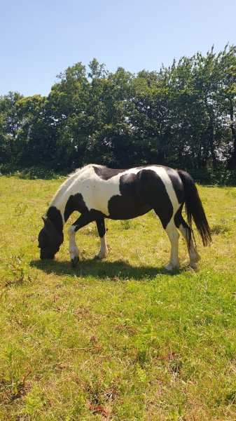 L'Escapade équestre pleine nature - photo 1