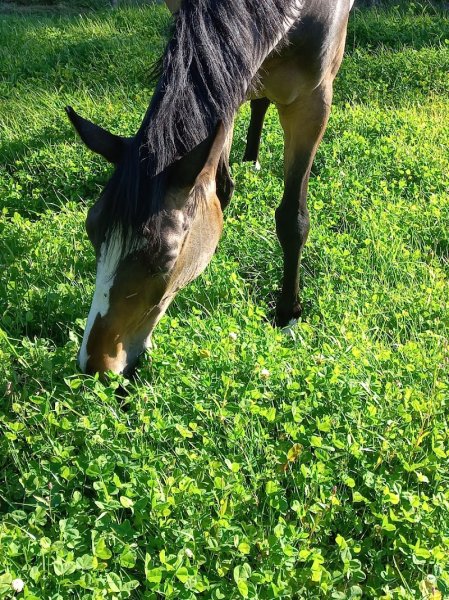 Ecurie du Champ de Gouro - photo 3
