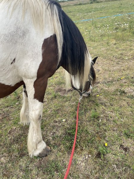 Balade à cheval golfe du morbihan - photo 2