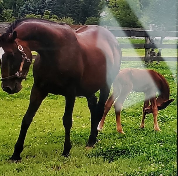 Les Ecuries Theixoises - photo 2