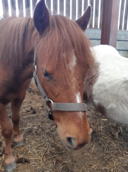 Les Ecuries Theixoises - photo 3