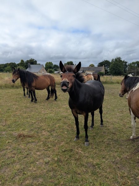 La Petite Écurie dans la Prairie - photo 3