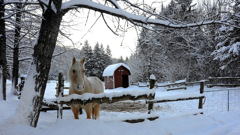 Centre Équestre des Grands Pins - photo 3