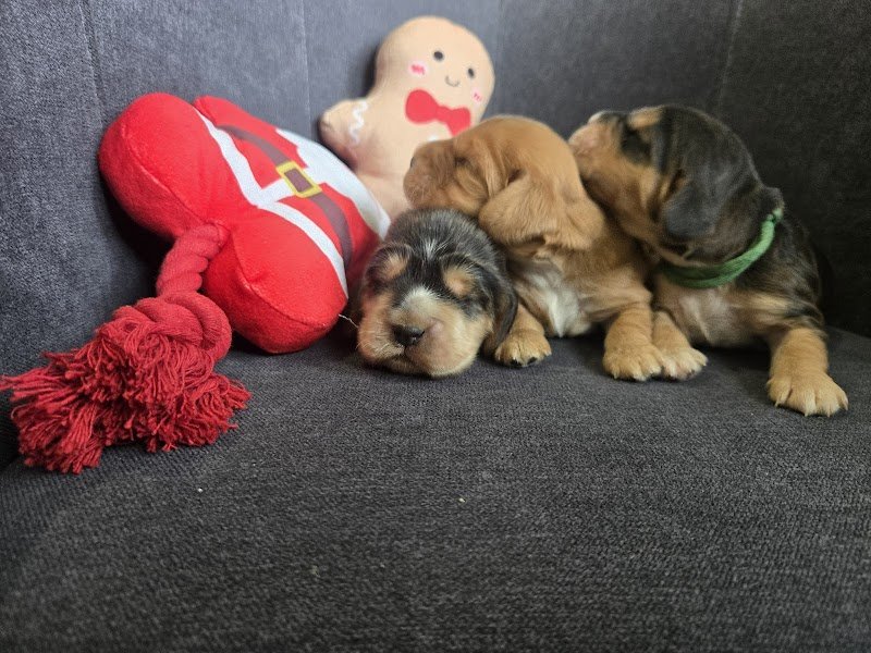 Elevage Ecurie Du Galain - Emanuelle DUBOURG