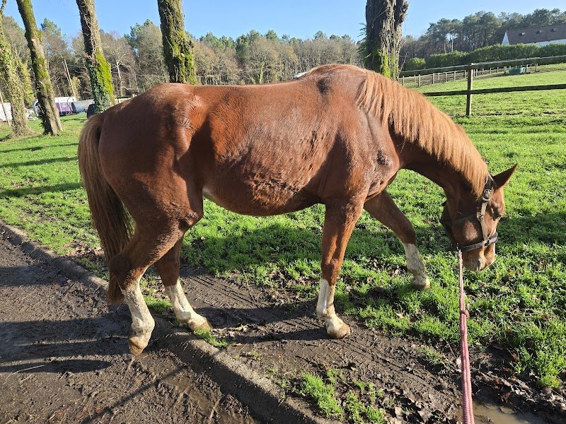 Elevage Ecurie Du Galain - Emanuelle DUBOURG - photo 3