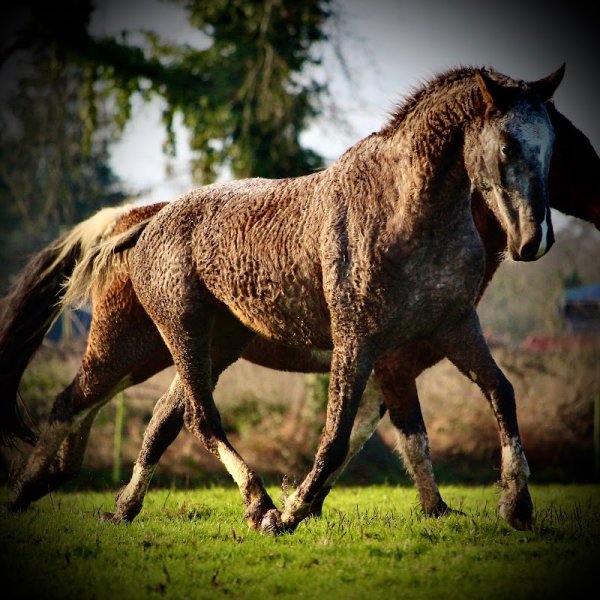 JAK Curly Haras - photo 2