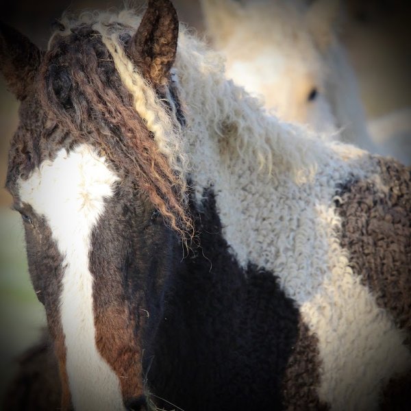 JAK Curly Haras - photo 3