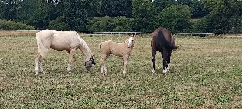 Écuries actives de Sybelle - photo 3