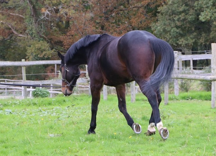 Ecurie CLV - photo 3