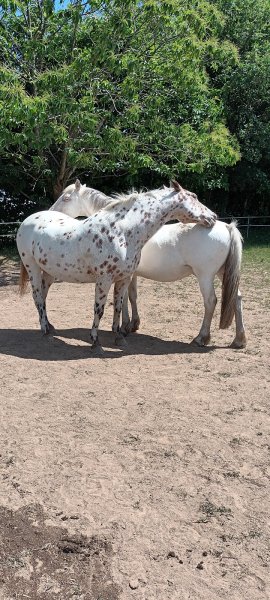 Écuries de Bel Air Muzillac