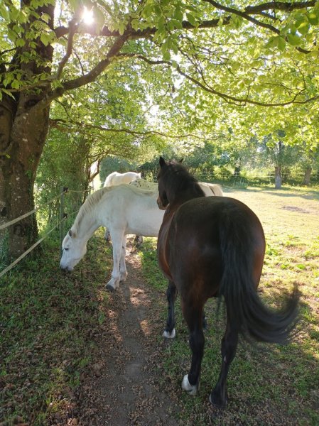 Écuries de Bel Air Muzillac - photo 2