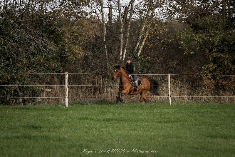 Écurie du Renard - photo 2