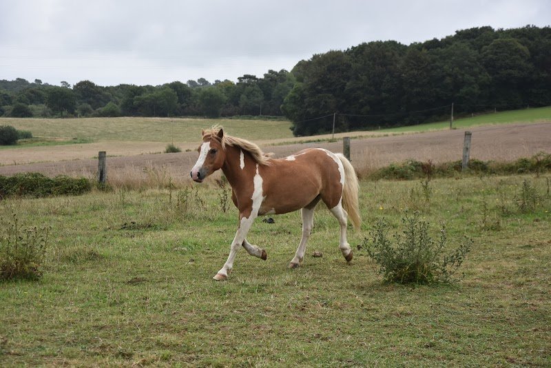 Poney Club de Guidel - photo 3