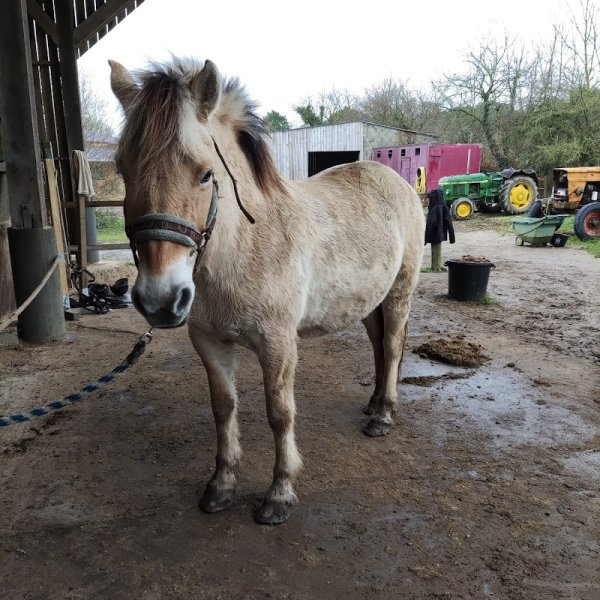 Haras de Rosnarho - photo 3