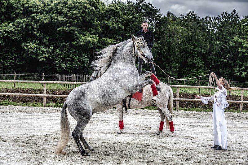 Ecuries d'Arpege - photo 1