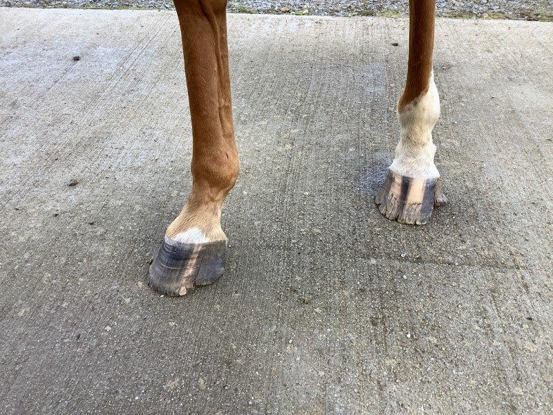 Ecuries ar koed aour - photo 2