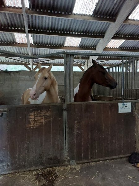 L'Etre Cheval - photo 2