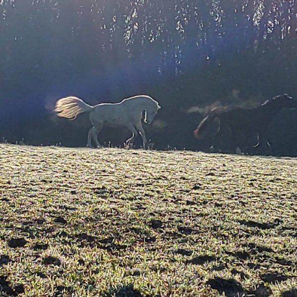 L'Etre Cheval - photo 3