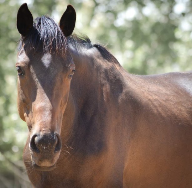 Écurie des Rieux - photo 3