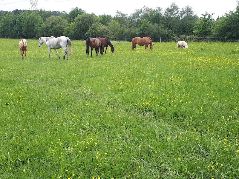 ECURIE DE SEVERAC - photo 1